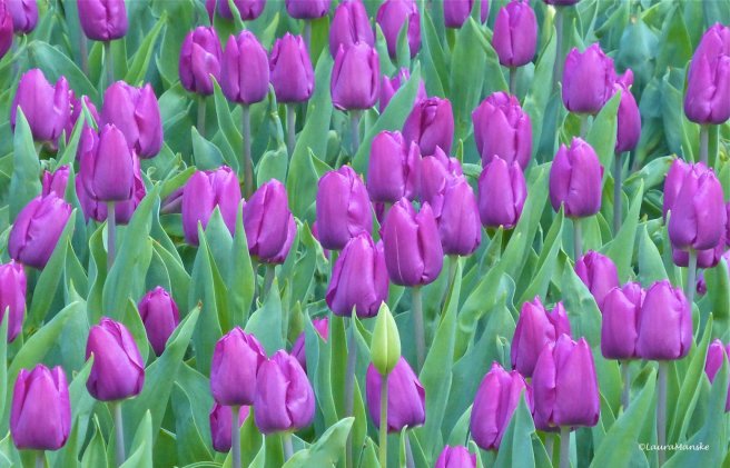 purple_tulips.jpg
