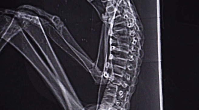 12_Nazca_mummy_X_ray2