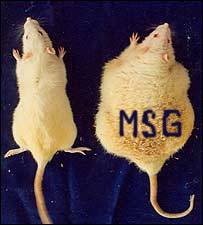 rats_fed_msg_obesity