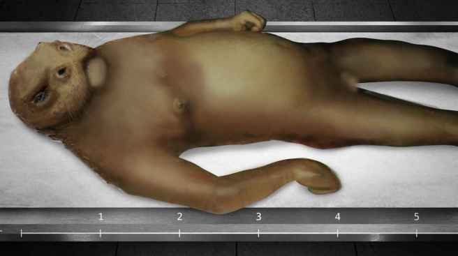 4_manatee_human_hybrid_69ce87b1a7a12c92d181234816c1bf6b_1600x0