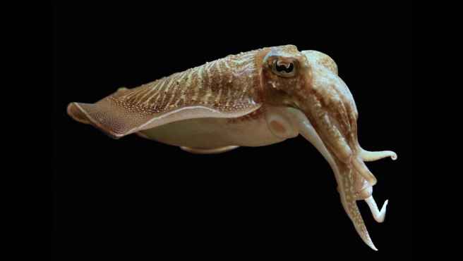 6_cuddlefish_4d6de64e82ef5ad20088f2c30d793c80_1600x0