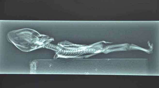 10_atacama_being_2_35cd19883e97c937990bec6e34a22cf3_1600x0