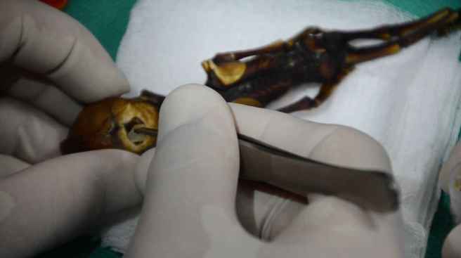 14_emery_removing_brainmatter_from_ata_being_c95cae10f3abd764824f00738dc8d17b_1600x0