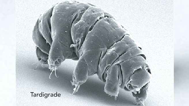 11_tardigrade_535bf5d544d728aedcd7c990ca11862a_1600x0