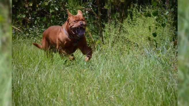 12_emery_s_deceased_dog_beowulf_004f93c8dc1767c8312cbdfa6ce49377_1600x0