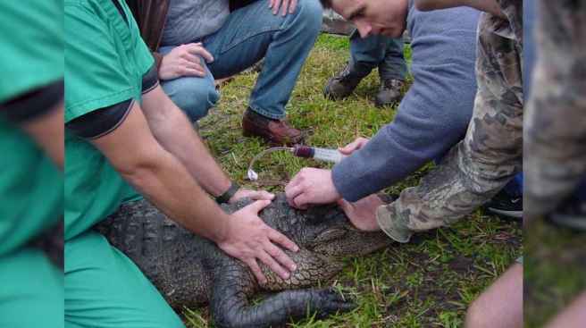 5_emery_taking_blood_sample_from_alligator_69a8668cfd6f1cafe65af871c6cfbc10_1600x0