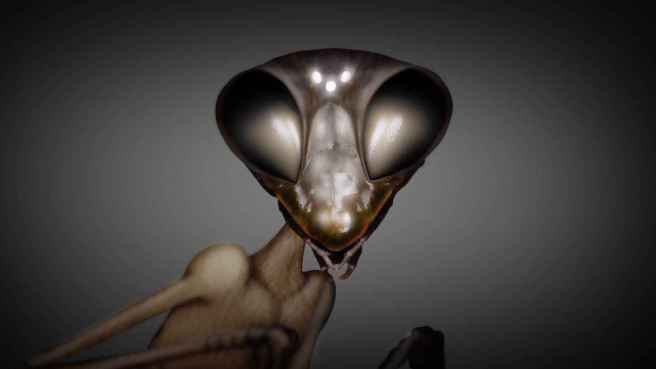 5_mantis_being_d93b4c0cb0af311268a5e31d6f01e2c4_1600x0