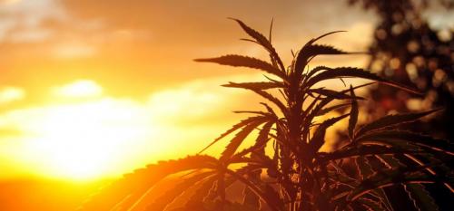 cannabis-plant-at-sunrise-prx9xuj