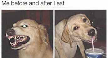 dog-1