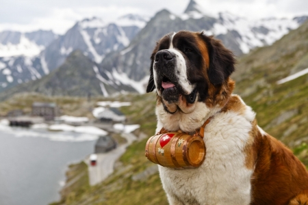 saint_bernard_whiskey